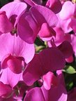 lathyrus, sweet pea