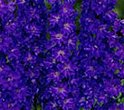 delphinium pacific giant black knight