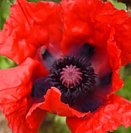papaver beauty of livermore