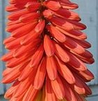 kniphofia tritoma, flamenco