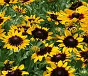 denver daisy rudbeckia