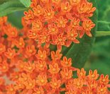 butterfly weed asclepias