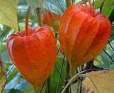 physalis winter cherry