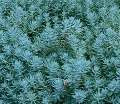 blue spruce sedum