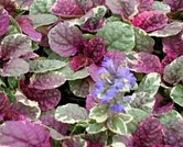 burgundy glow ajuga