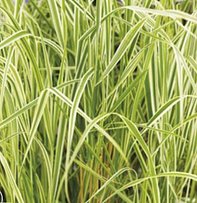 Overdam Feather Reed Grass