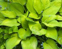 hosta gold standard