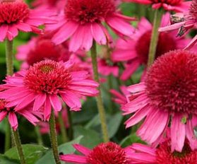 echinacea delicious candy