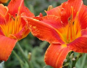hemerocallis alabama jubilee